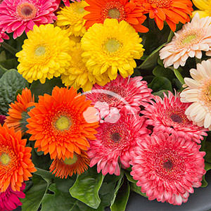 Gerbera Midi Sundayz® Mix