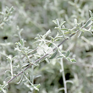 Helichrysum Silverstar