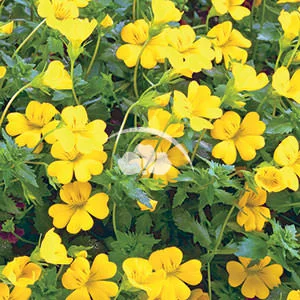 Mercadonia Magic Carpet™ Yellow