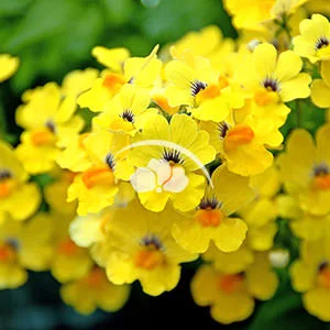 Nemesia Babycakes™ Little Banana