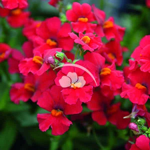 Nemesia Babycakes™ Little Cherry -NEW