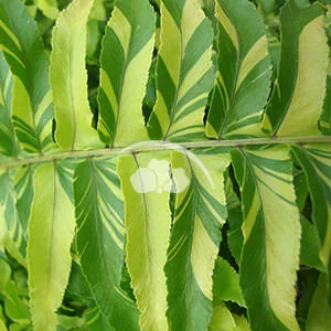 Fern Tiger