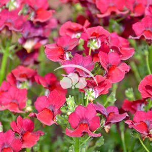 Nemesia Nesia™ Burgundy -NEW