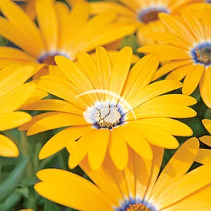 Osteospermum Blazing Daisy Sunset Orange