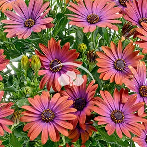 Osteospermum Ostica™ Bronze