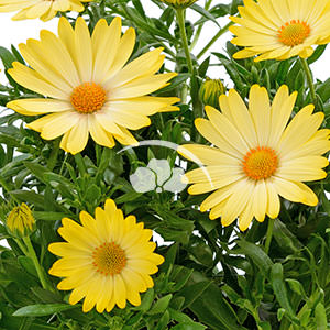 Osteospermum Ostica™ Pineapple