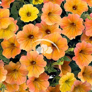 Petunia Cascadias™ Indian Summer
