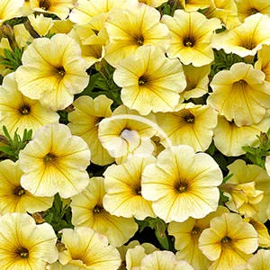 Petchoa SuperCal® Light Yellow -NEW