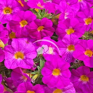 Petchoa SuperCal™ Pink -NEW