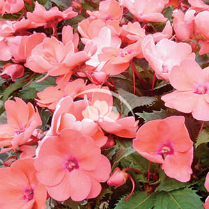 SunPatiens® Compact Coral Pink -NEW