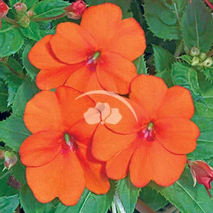 SunPatiens® Spreading Clear Orange -NEW