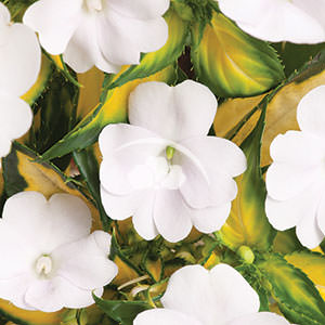 SunPatiens® Spreading White