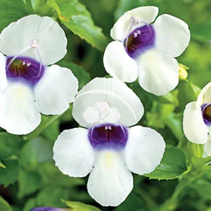Torenia Solarina™ White Veil