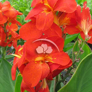Canna South Pacific Scarlet