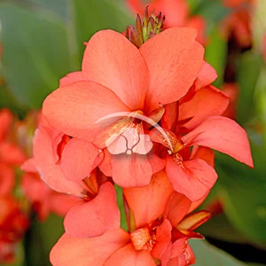 Canna Cannova® Red Shades