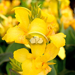 Canna Cannova® Yellow