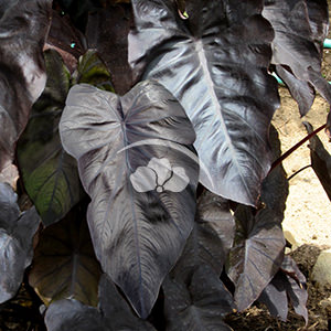 Colocasia Royal Hawaiian Black Coral
