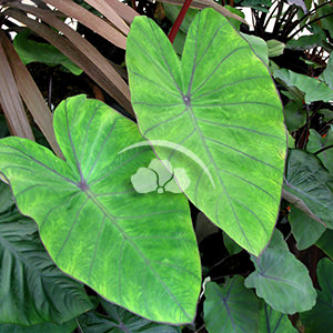 Colocasia Royal Hawaiian Blue Hawaii