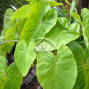 Colocasia Royal Hawaiian Maui Gold
