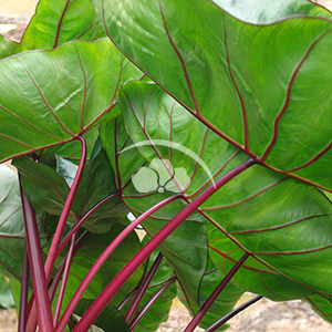 Colocasia Royal Hawaiian Hawaiian Punch
