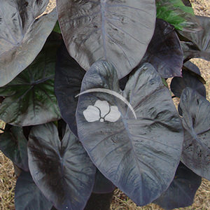 Colocasia Royal Hawaiian Kona Coffee