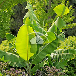 Musa Dwarf Cavendish