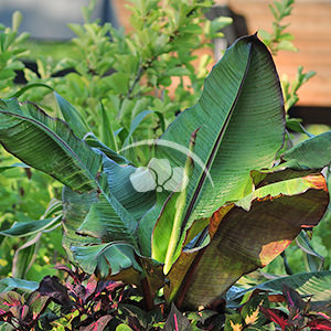 Musa Ensete Maurelii
