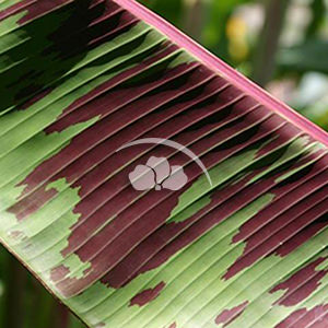 Musa Zebrina Rojo