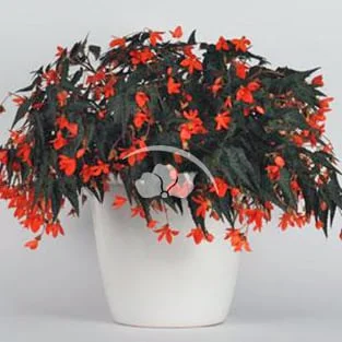 Begonia California Sunlight