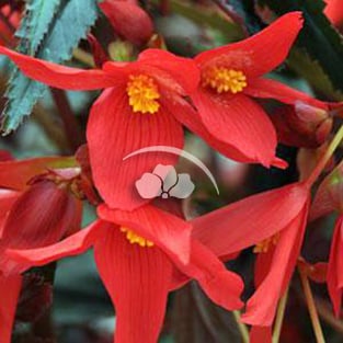 Begonia Mistral™