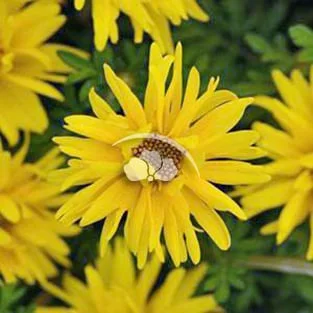 Bidens Namid™