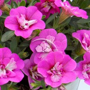 Calibrachoa Close Up