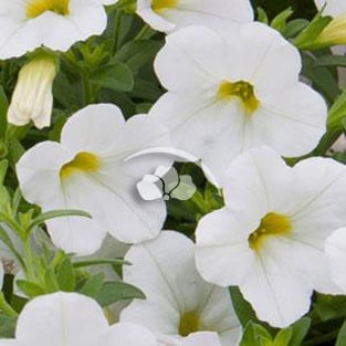 Calibrachoa MiniFamous Compact®