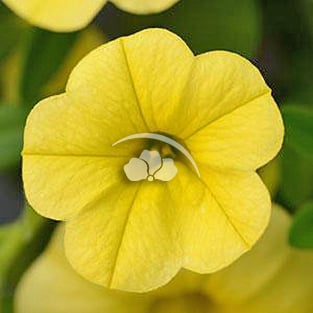 Calibrachoa MiniFamous Neo®
