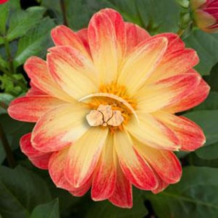 Dahlia Dalaya™