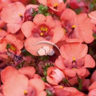 Diascia Piccadilly™