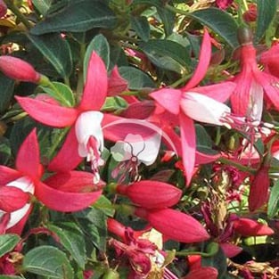 Fucshia Bellinto™