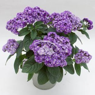 Heliotrope Marino™