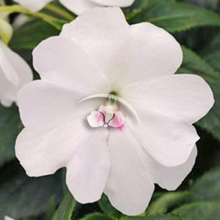Impatiens Big Bounce™