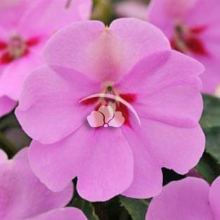 Impatiens Bounce™
