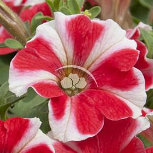 Petunia Headliner™