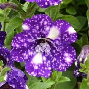 Petunia Night Sky