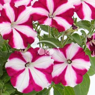 Petunia Starlet™