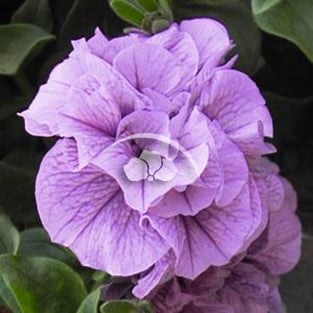 Petunia SweetSunshine™