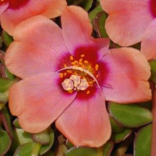 Portulaca PortoGrande™