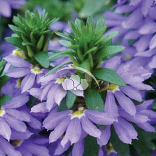 Scaevola Fairy™