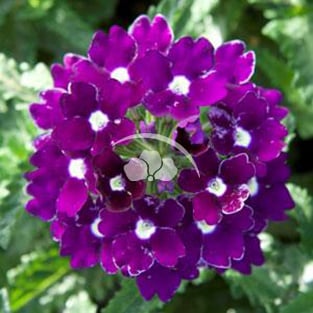 Verbena Blues