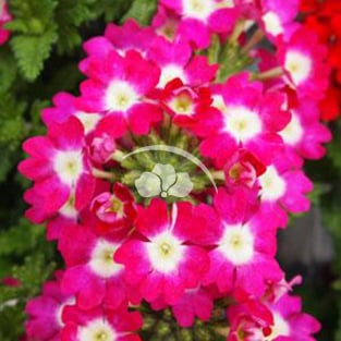 Verbena Lascar™