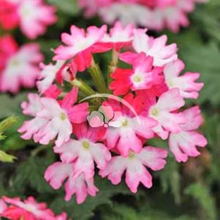 Verbena LightShow