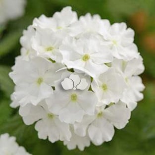 Verbena Pops™